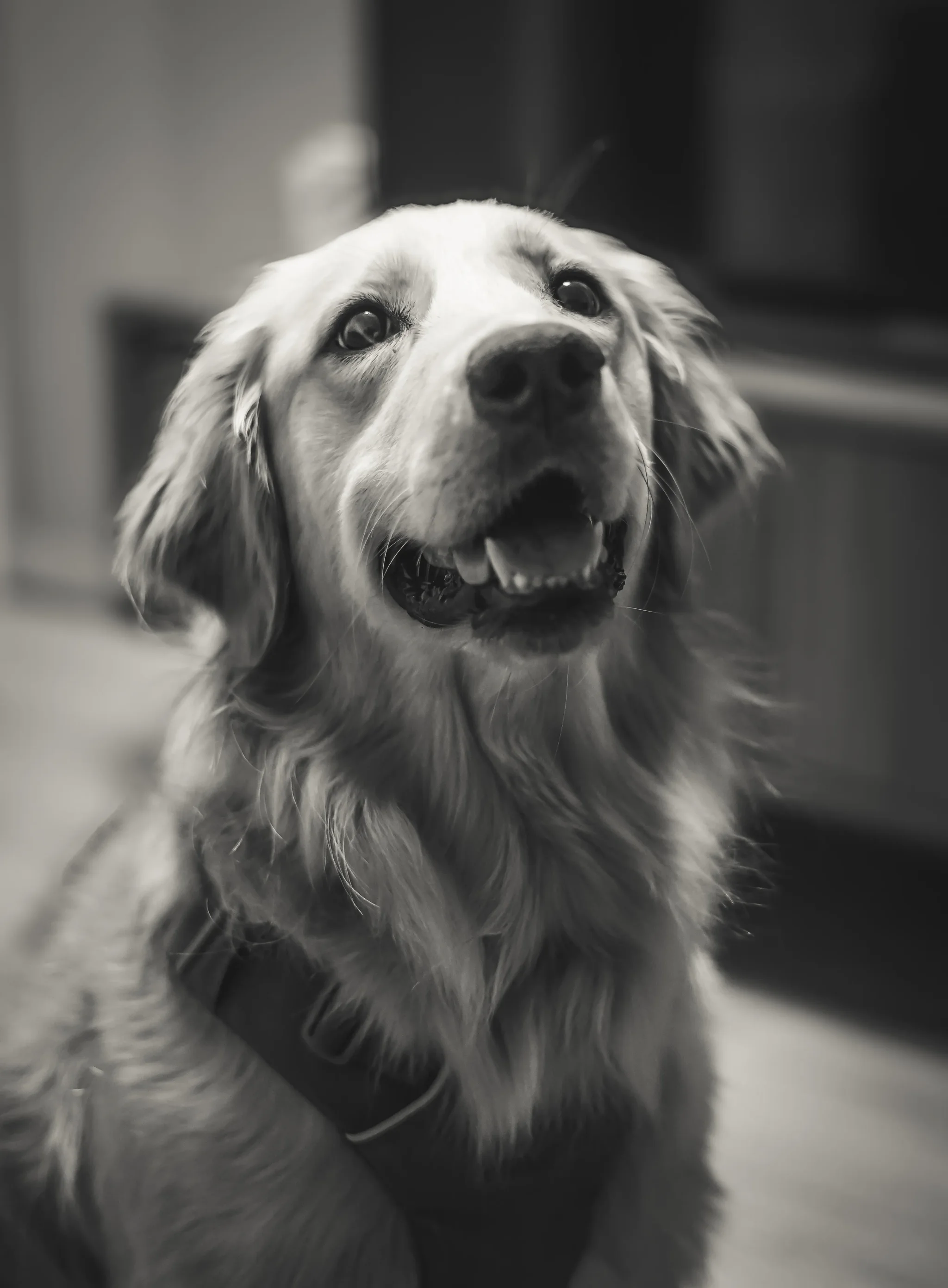 A black-and-white portrait of a golden retriever