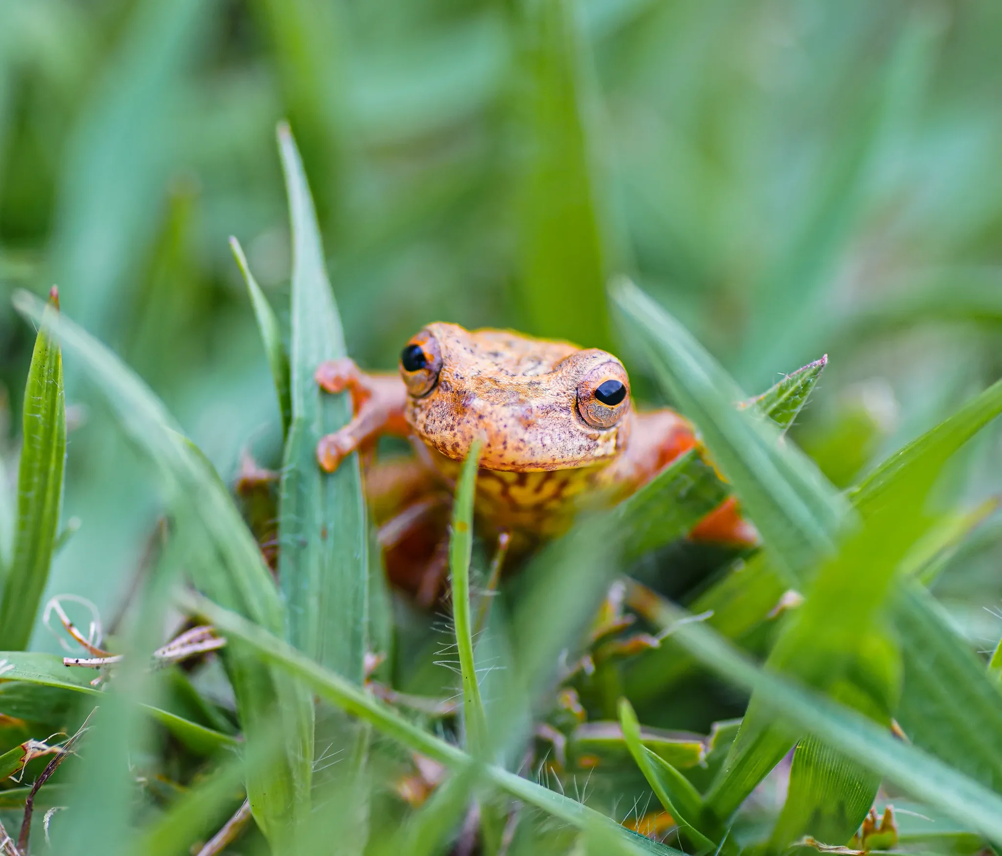 A small orange frog among green leaves